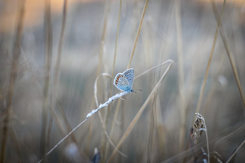 Butterfly Image
