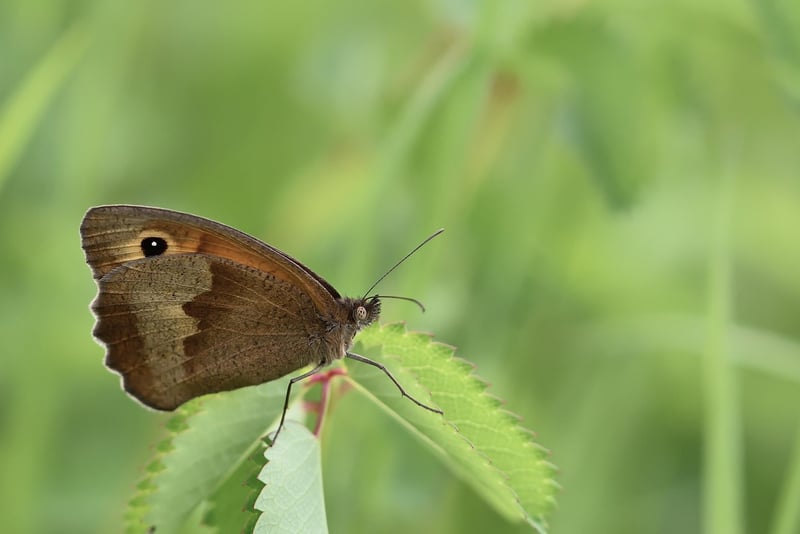 Butterfly in Meadow